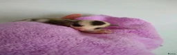 Sugar Glider rodents for sale: Stunning sugar gliders  - Advert 1