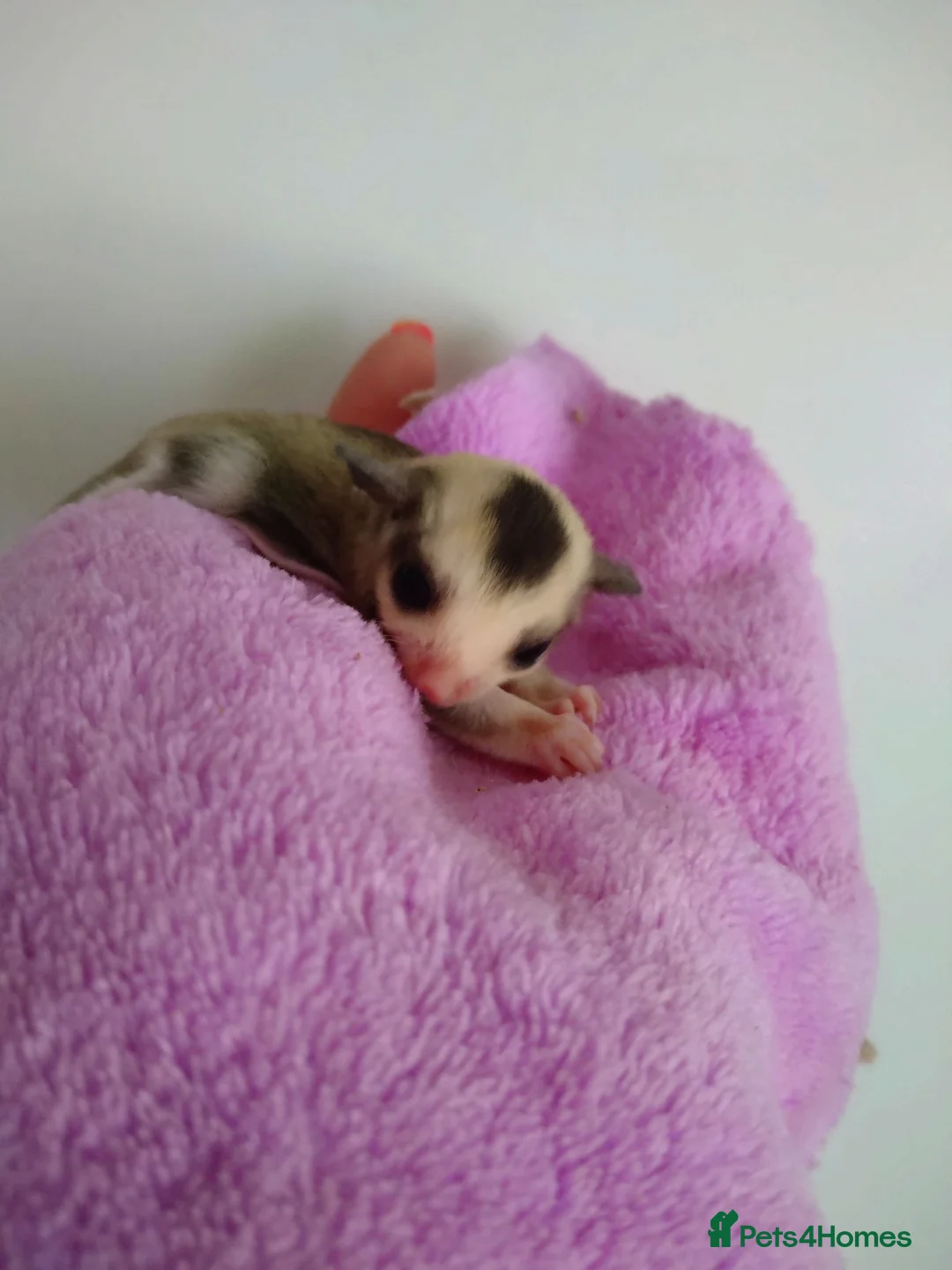 Sugar Glider rodents for sale: Stunning sugar gliders  - Advert 1