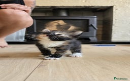 Mixed Breed cats for sale: Gorgeous mix breed kittens for sale!  - Image 7