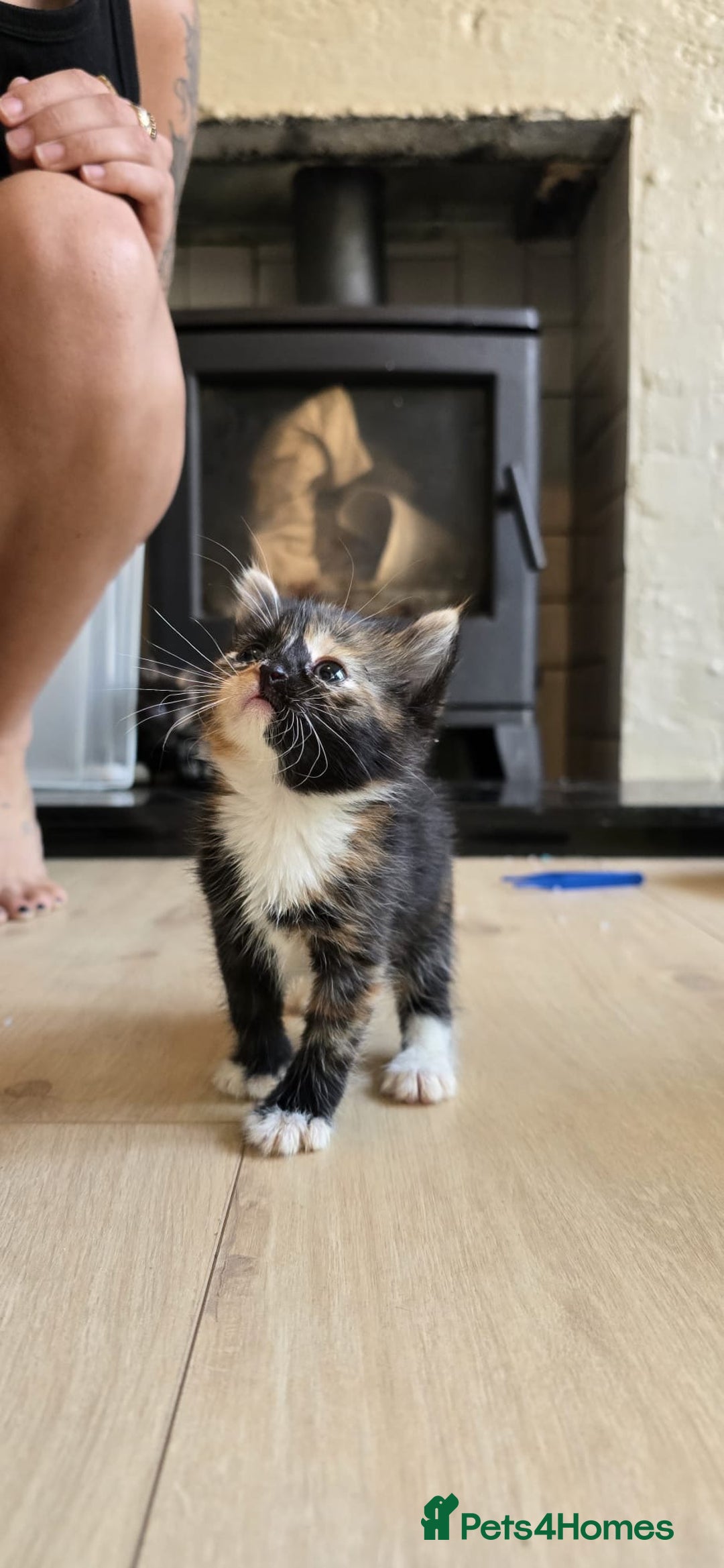Mixed Breed cats for sale: Gorgeous mix breed kittens for sale!  - Image 7