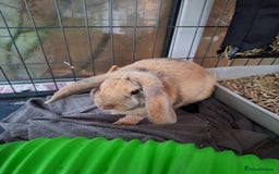 Dwarf Lop rabbits for sale: Mini lop for adoption  - Image 2
