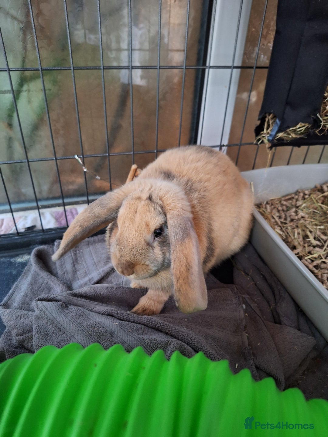 Dwarf Lop rabbits for sale: Mini lop for adoption  - Image 2