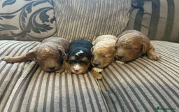 Cockapoo dogs for sale: 4 f2 cockapoos 2 males 1 female  - Image 26