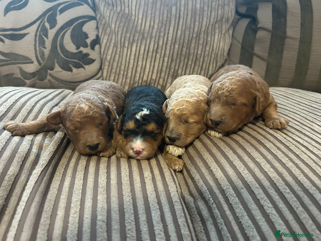 Cockapoo dogs for sale: 4 f2 cockapoos 2 males 1 female  - Image 26