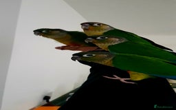 Conures birds for sale: Baby Conures (SF Violet Opaline Mutation) - Image 3