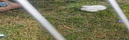 Lionhead rabbits for sale: Lion head male rabbits brothers in Newport - Advert 5