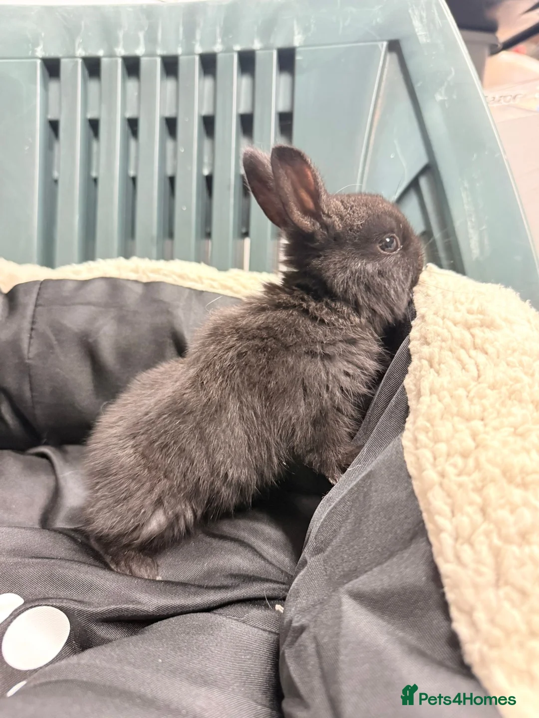 Mixed Breed rabbits for sale: Baby bunnies - Advert 13