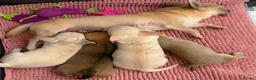 Chihuahua dogs for sale: Beautiful KC White Girl  - Advert 7