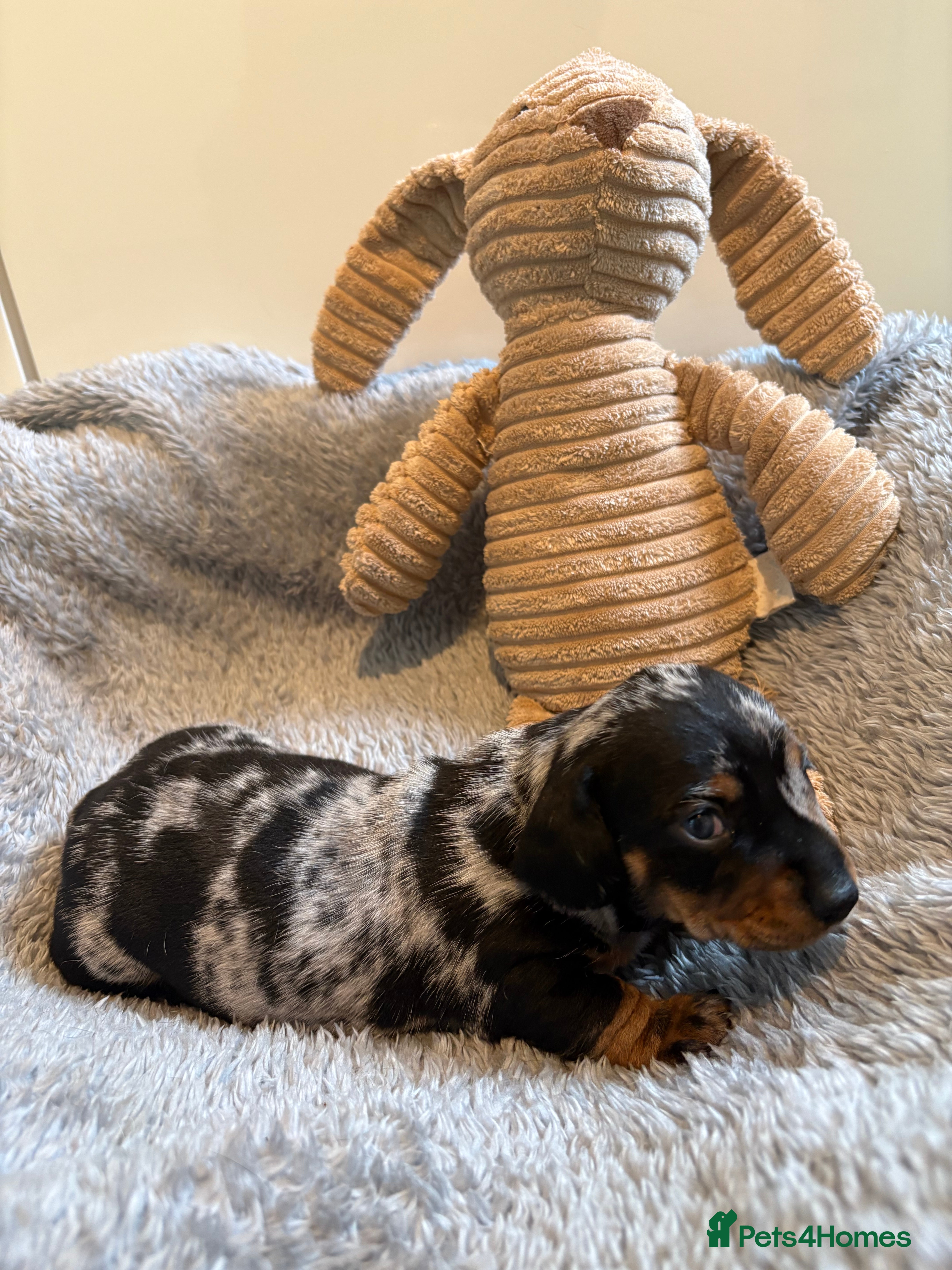 Miniature Dachshund dogs Stunning miniature dachshund puppies♥️ - Advert 2