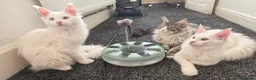 Maine Coon cats for sale: Maine coon Blue eyes + Long Hair - Advert 2