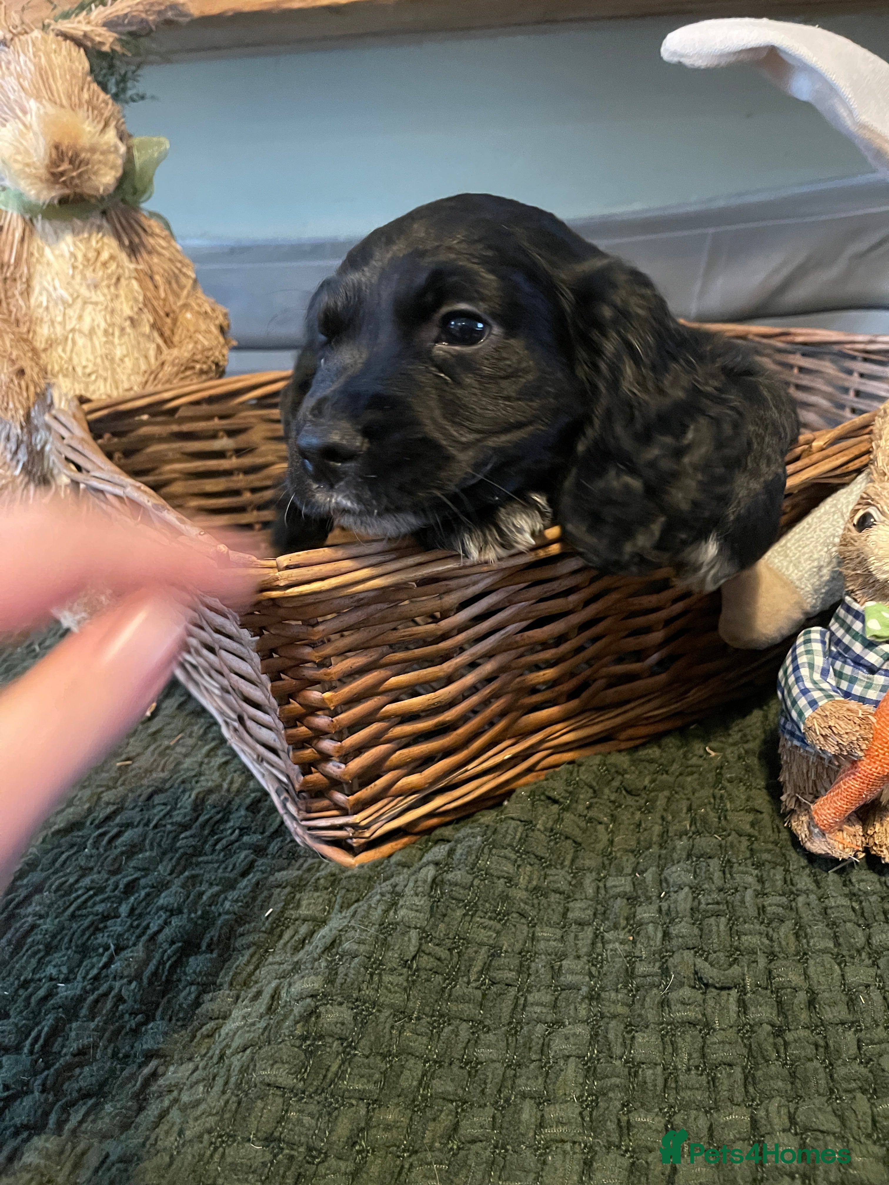 Cocker Spaniel dogs Beautiful working cocker spaniel puppies - Advert 6