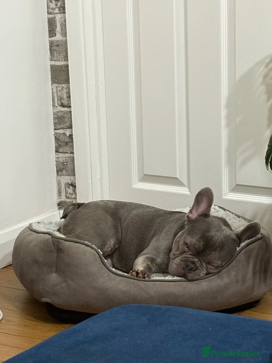 French Bulldog dogs for sale: Just under a year male for sale. in Great Missenden - Advert 2