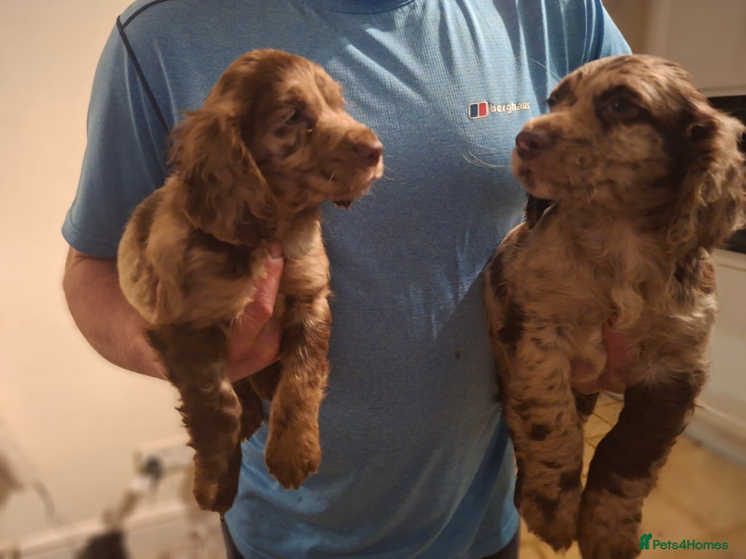 Cocker Spaniel dogs for sale: Cocker spaniel puppies  - Advert 5