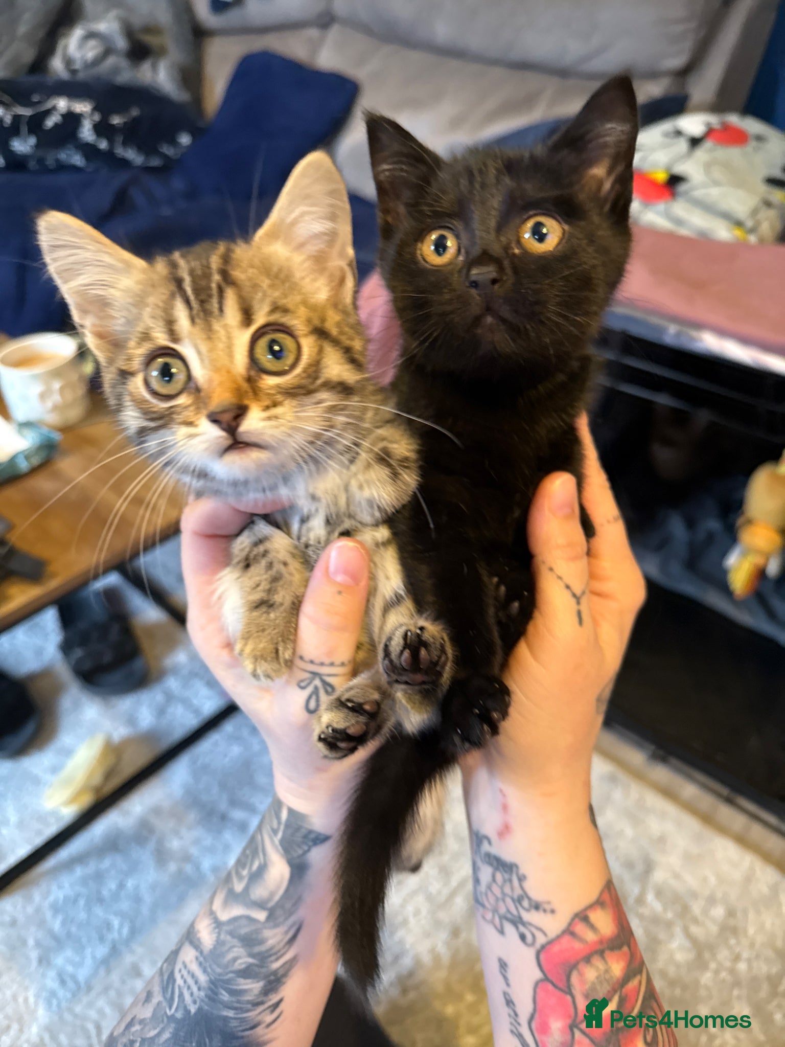 Bengal cats Bengal kittens  - Advert 5