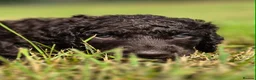 Irish Water Spaniel dogs for sale: Irish Water Spaniels  in Bishop Auckland - Advert 23