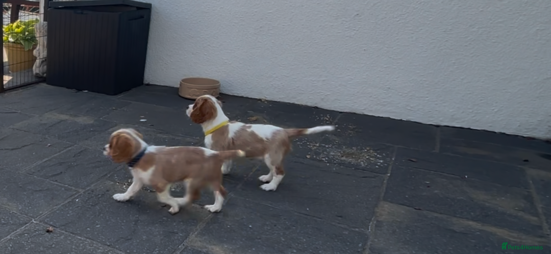 Cavalier King Charles Spaniel dogs for sale: Cavalier King Charles Spaniel  - Image 28