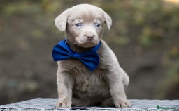 Labrador Retriever dogs for sale: Champagne, Silver and Charcoal - Image 4
