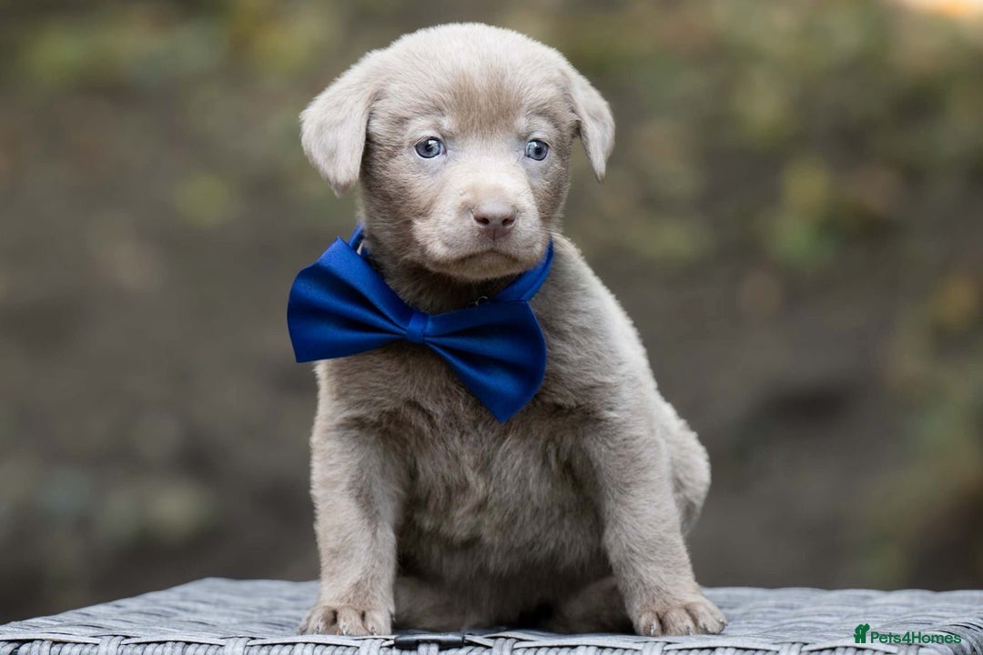 Labrador Retriever dogs for sale: Champagne, Silver and Charcoal - Image 4