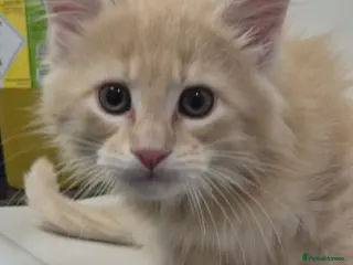 Maine Coon cats Maine Coon kittens - Advert 4