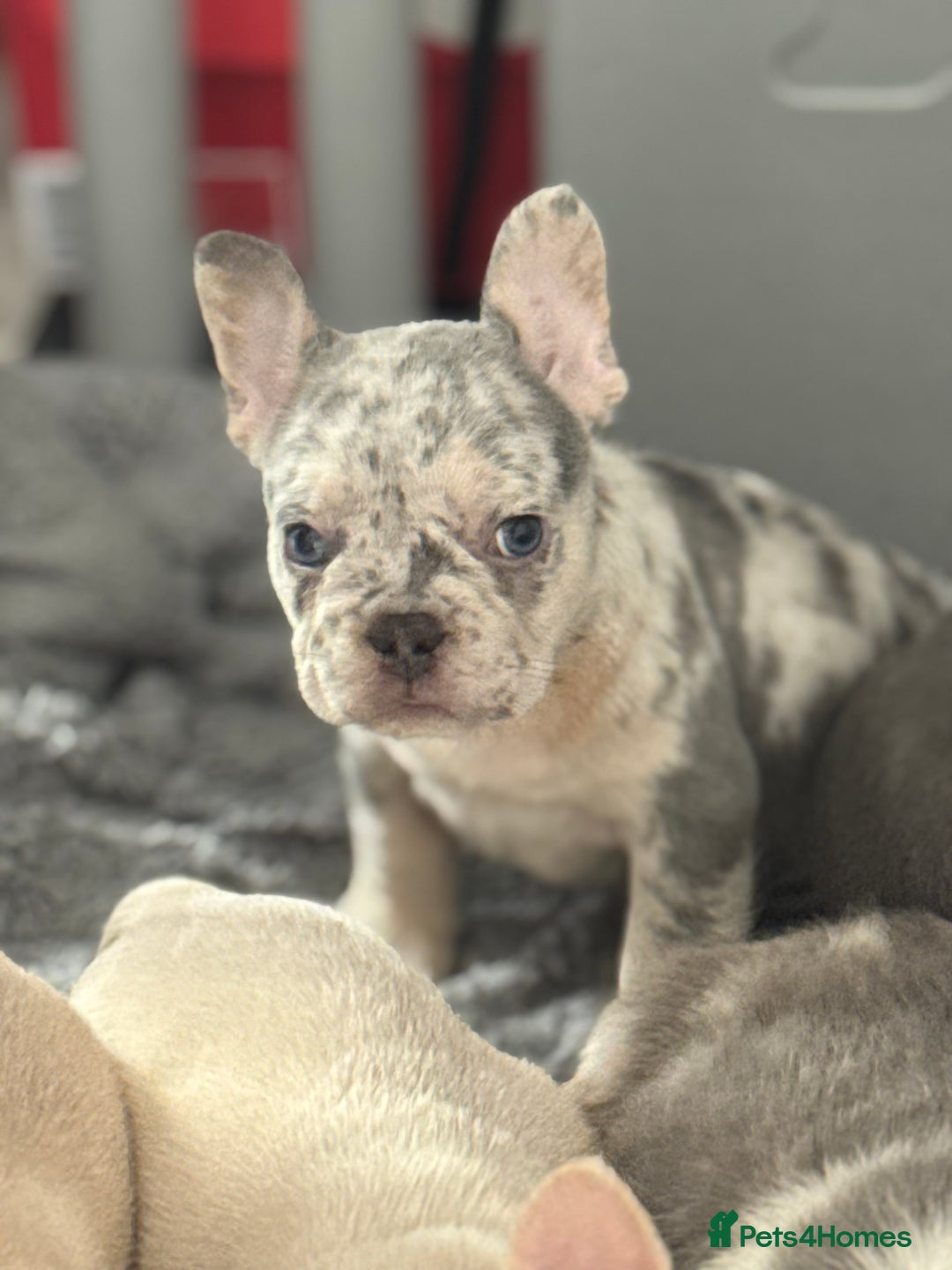 French Bulldog dogs for sale: French Bulldog Puppies For Sale😍‼️ - Advert 10