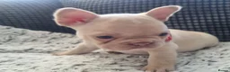 French Bulldog dogs for sale:  Open to offers Beautiful French Bulldog  - Advert 23
