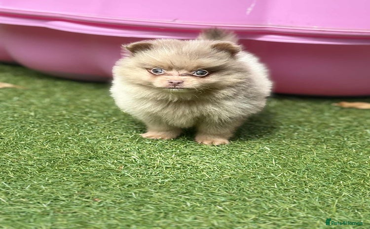 Pomeranian dogs - Advert 2