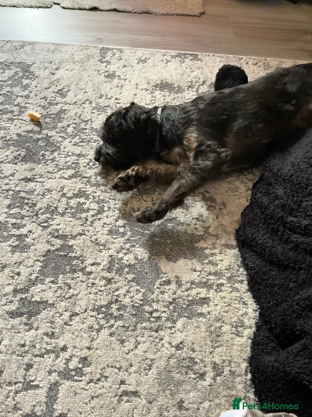 Cavapoo dogs for sale: Cavapoo - Image 4