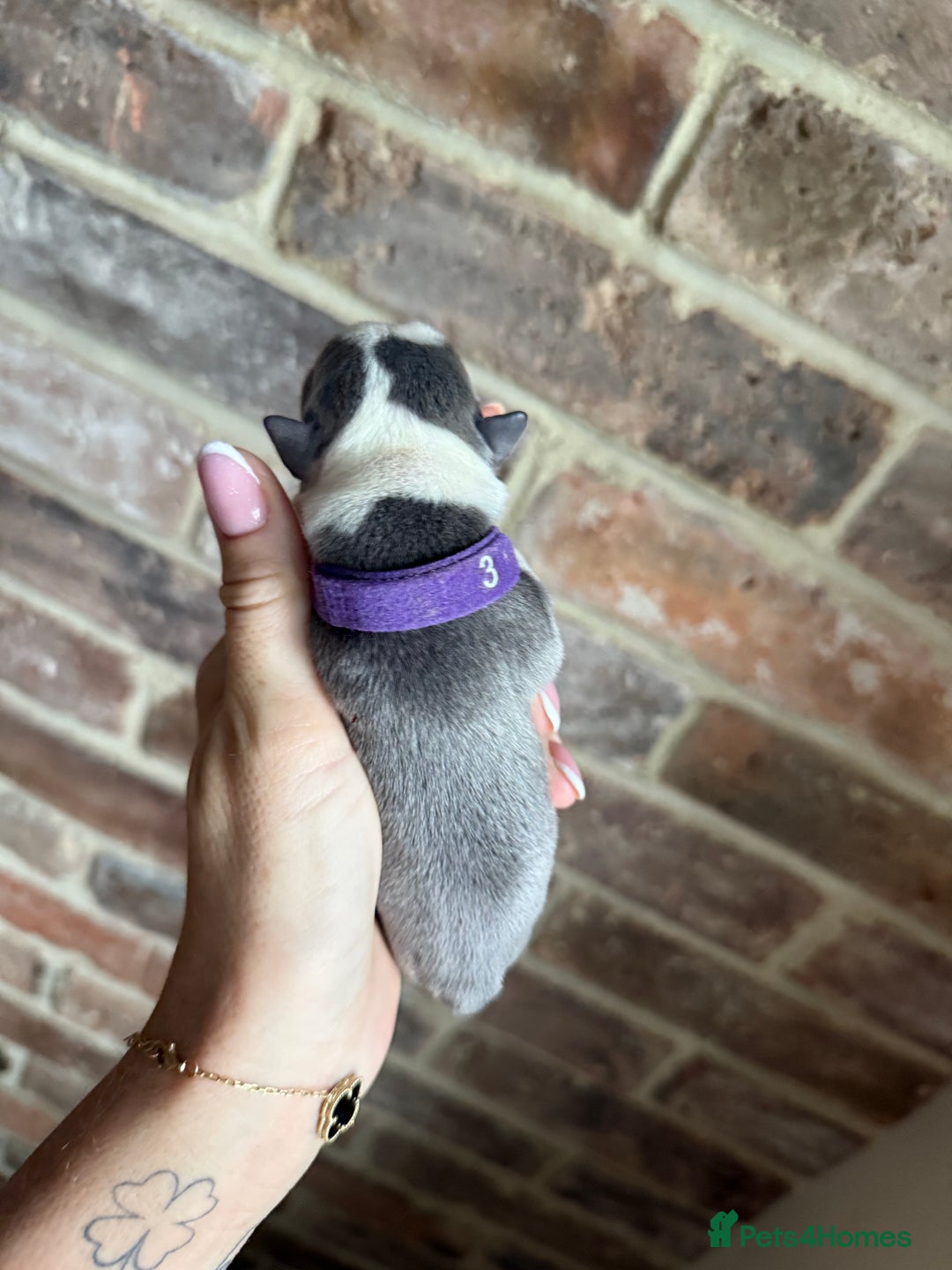 Boston Terrier dogs for sale: Boston Terrier puppies 🐶 - Advert 4