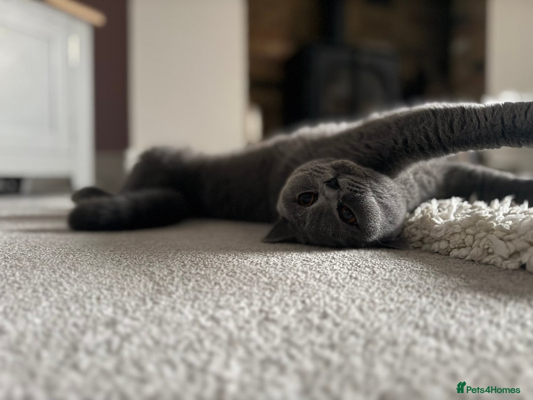 British Shorthair cats for sale: Nala - BSH Blue - Image 2