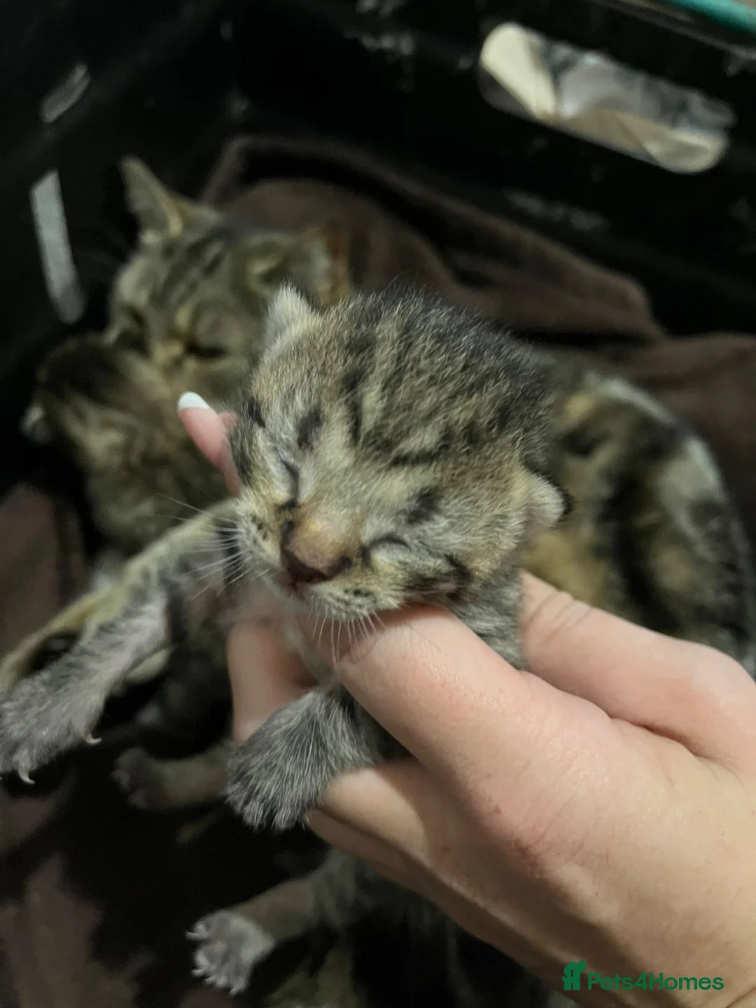 Bengal cats for sale: Bengal kittens - Advert 5
