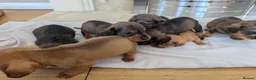Mixed Breed dogs for sale: 3/4 dachshund 1/4 jack Russell - Advert 25