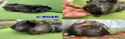 Guinea Pig rodents for sale: Guinea Pigs - Ready Now - Advert 4