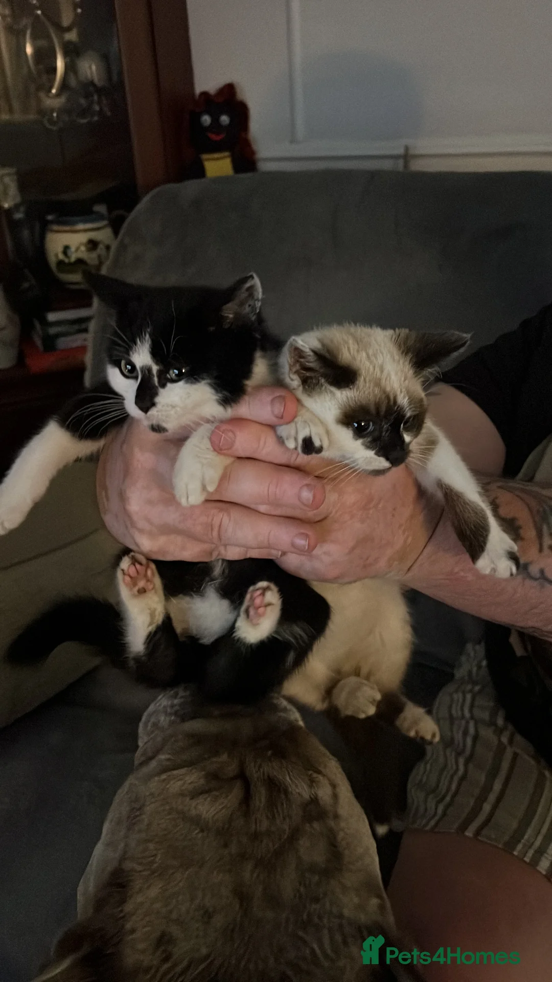 Mixed Breed cats for sale: 2 female kittens  in Highbridge - Advert 2