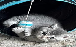British Shorthair cats for sale: Beautiful British shorthairs  - Image 5