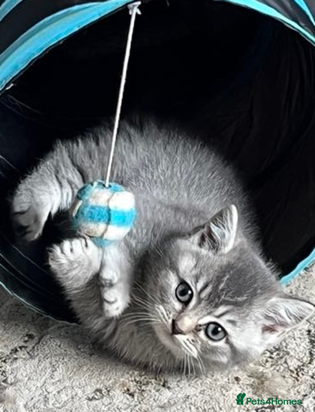 British Shorthair cats for sale: Beautiful British shorthairs  - Image 5