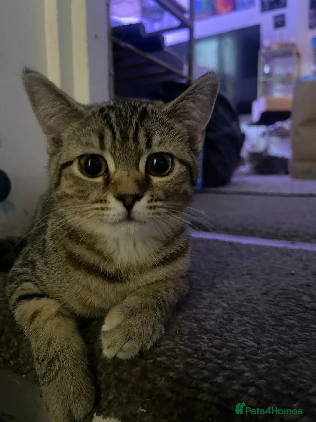 Mixed Breed cats for sale: Bengal×BritishShorthair Mixed Kittens- Male&Female - Advert 13