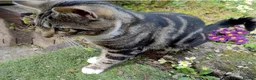 Mixed Breed cats for sale: Keetah – Energetic, Loving 1.5yr Small Female - Advert 4