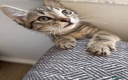European cats for sale: Lovely family kitten, 1 male left. - Image 2