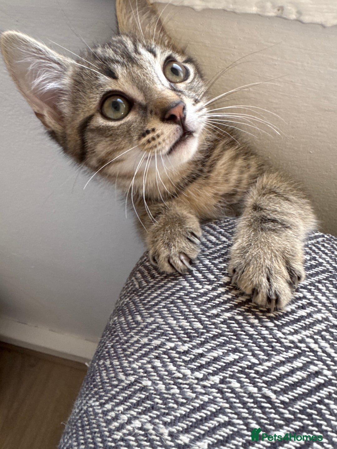 European cats for sale: Lovely family kitten, 1 male left. - Image 2