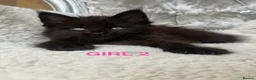 Maine Coon cats for sale: ONLY 2 LEFT SHOW QUALITY MAINE COON KITTENS - Advert 30