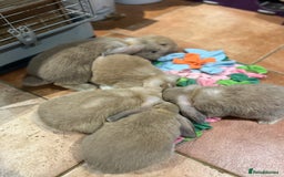 Mini Lop rabbits for sale: 🐰 Mini Lop Baby Bunnies for Sale 🐰 - Image 13