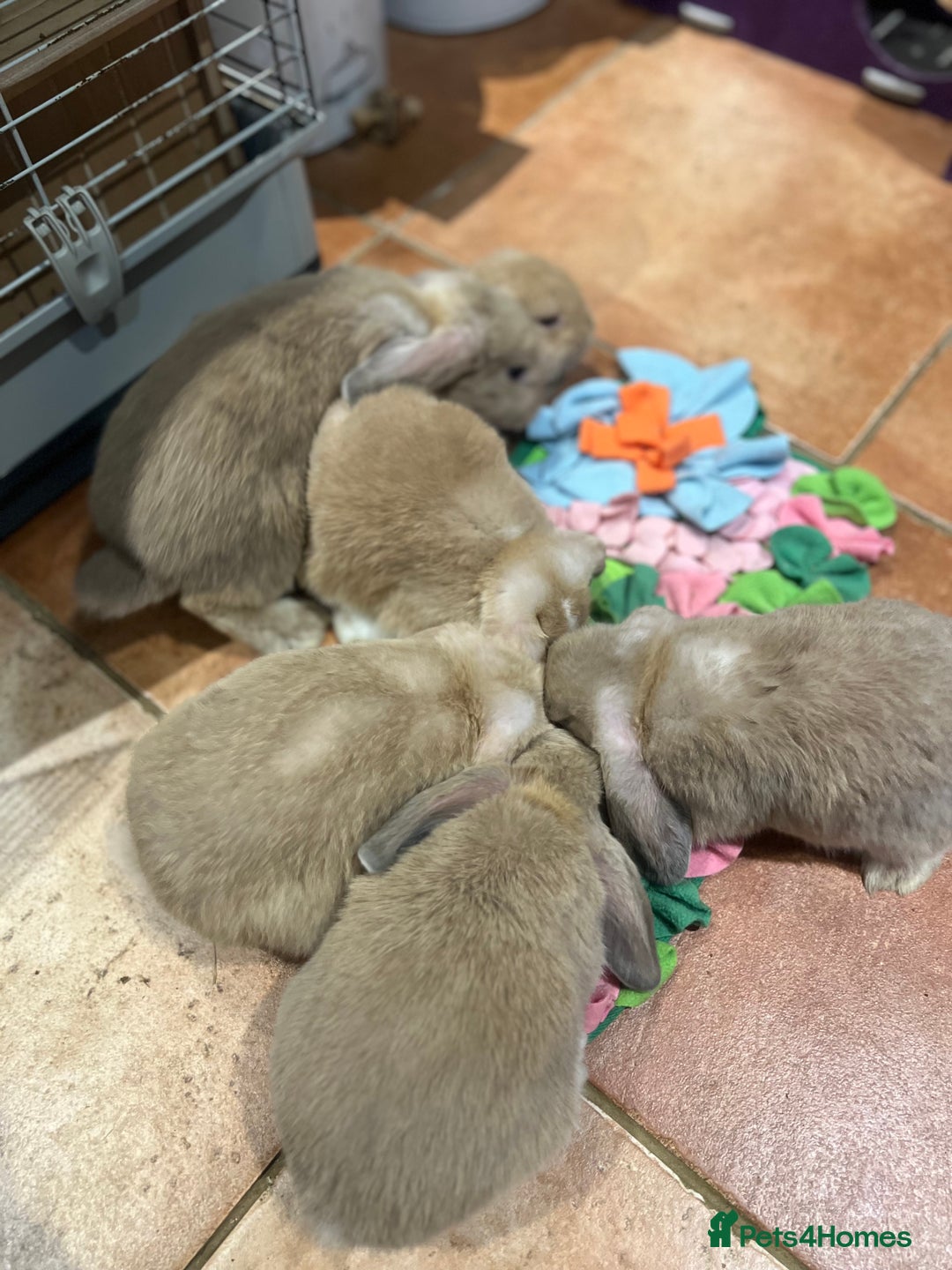 Mini Lop rabbits for sale: 🐰 Mini Lop Baby Bunnies for Sale 🐰 - Image 13
