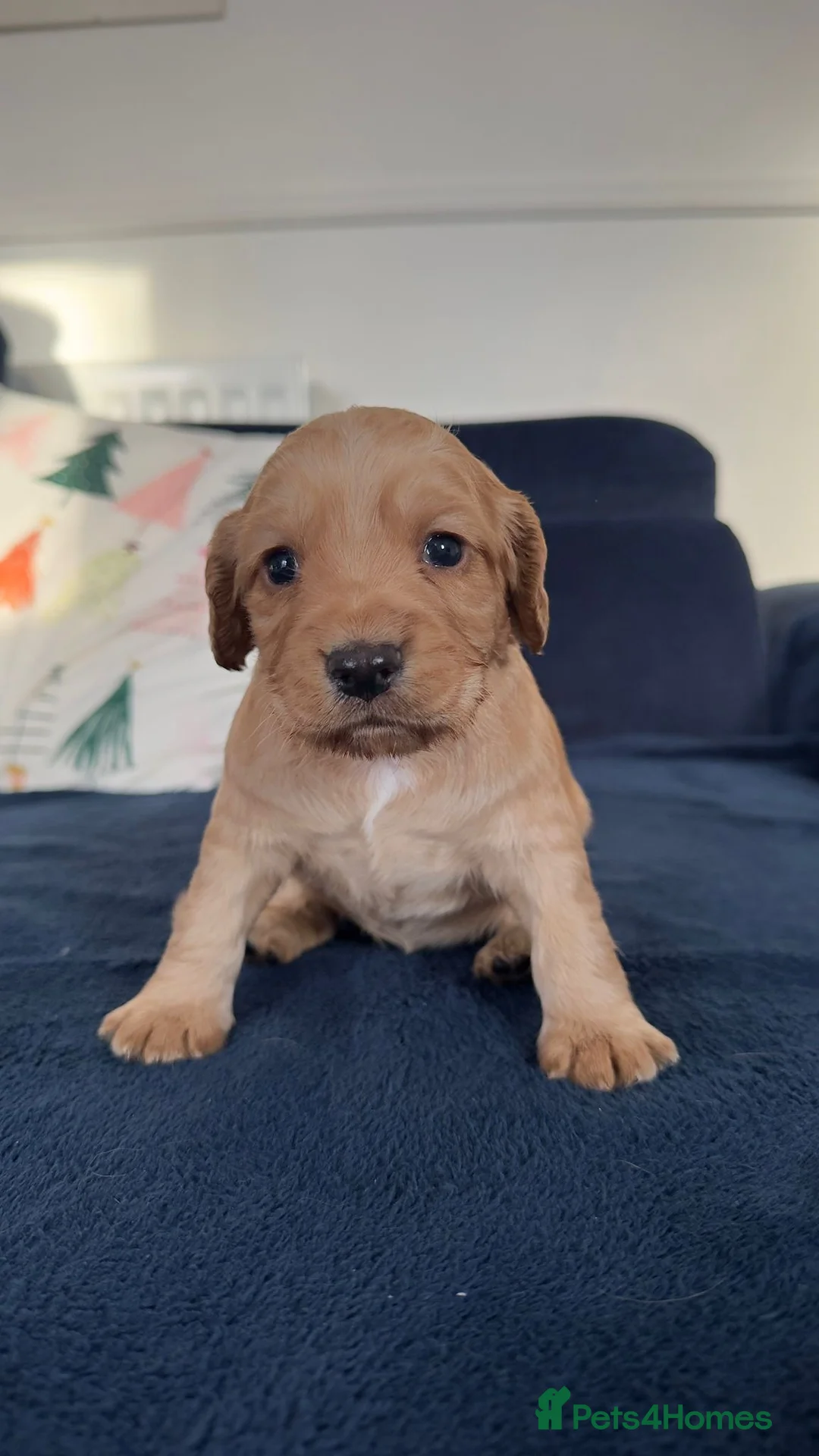 Cocker Spaniel dogs for sale:  Ready now!1 Boy left! KC Working Cocker Spaniels  - Advert 17