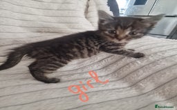 Mixed Breed cats for sale: Maine coon mixed kitchens - Image 3
