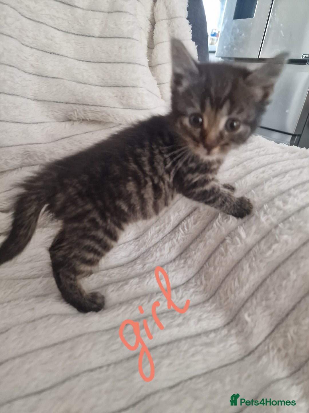 Mixed Breed cats for sale: Maine coon mixed kitchens - Image 3