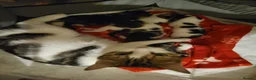 Mixed Breed cats for sale: Adorable kittens  in London - Advert 2