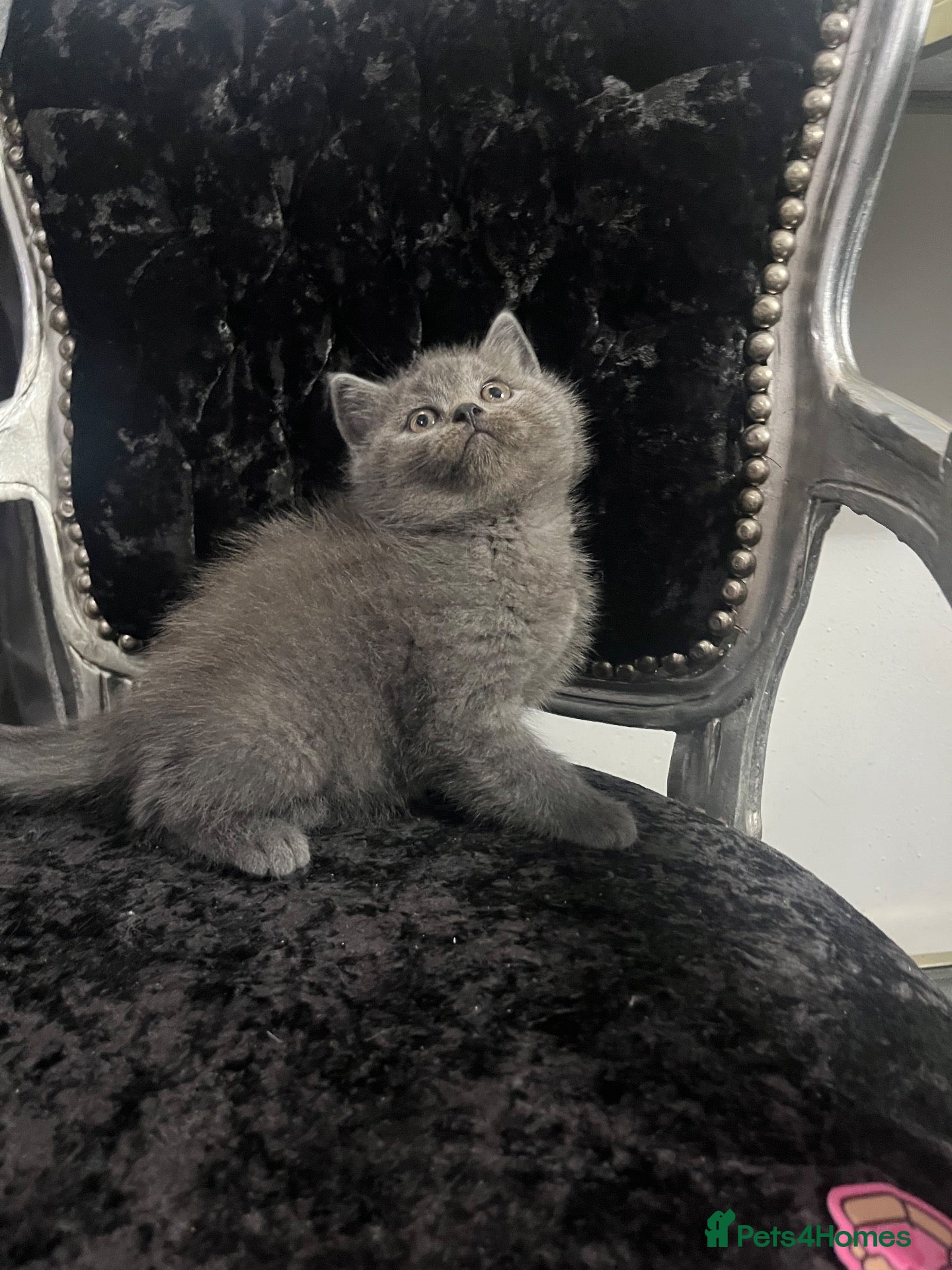 Persian cats for sale: Persian kitten - Advert 7