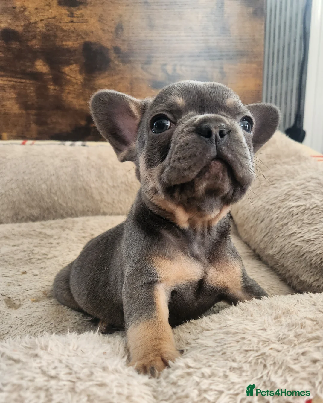 French Bulldog dogs for sale: New Shade Isabella Merle and Tan! - Advert 2