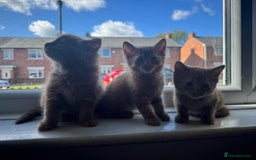 Mixed Breed cats for sale: Beautiful ginger boys  - Image 2