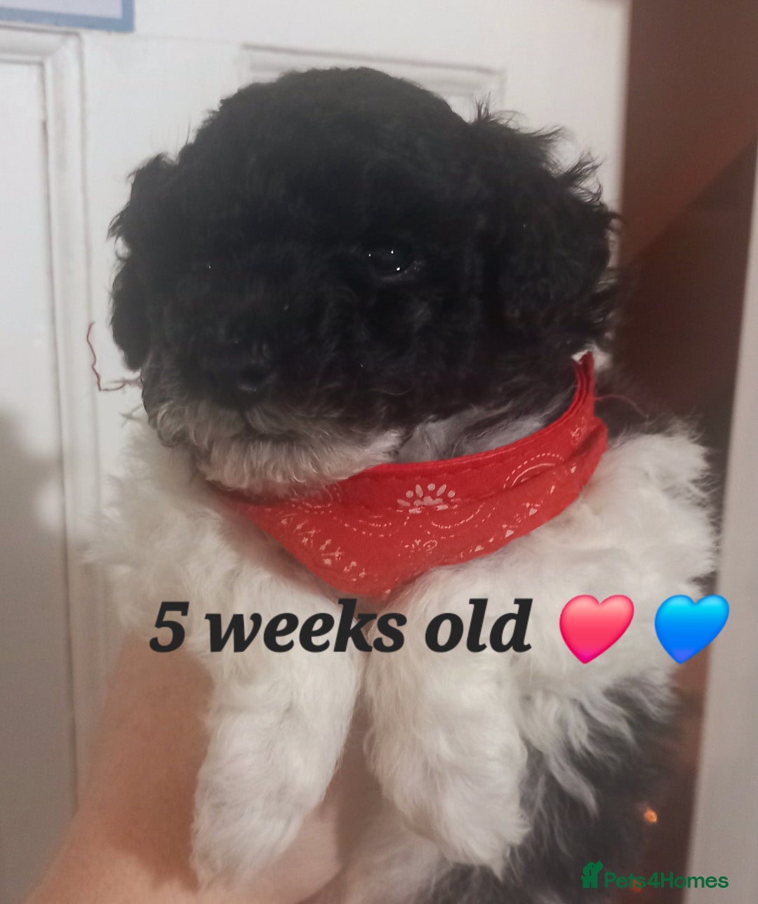 Toy Poodle dogs for sale: **1 PARTI BOY AVAILABLE**READY 21st DECEMBER** - Advert 9